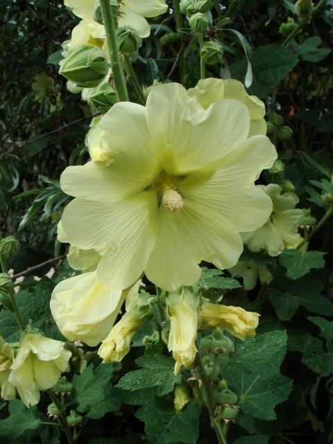 Alcea rosea jaune